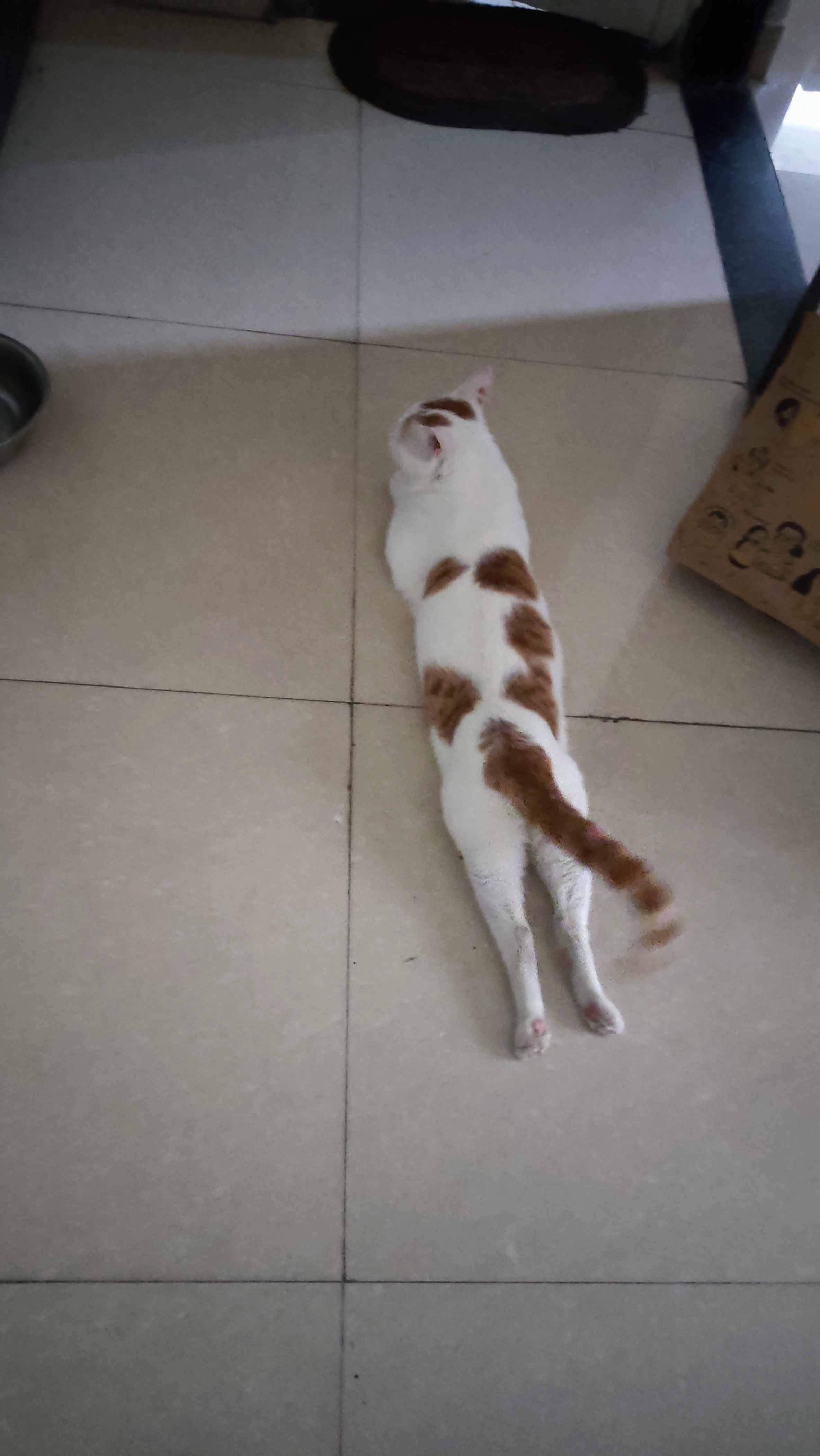 My cat splooting